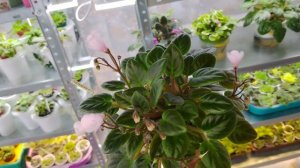 Фиалки трейлеры и не только. Большой  выбор к сезону.