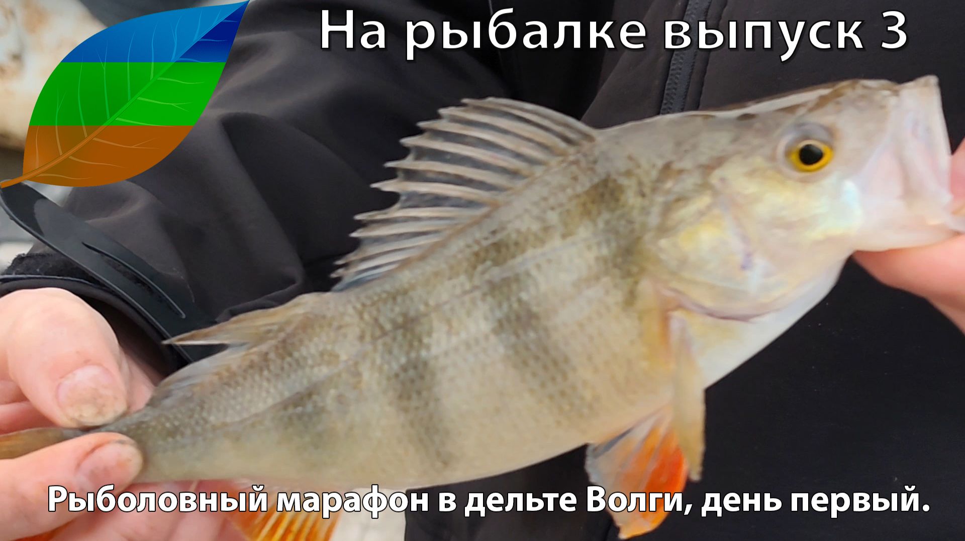 На рыбалке выпуск 3. Рыболовный марафон в дельте Волги, день первый.