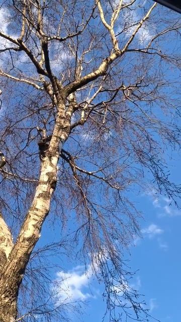 Весенняя береза