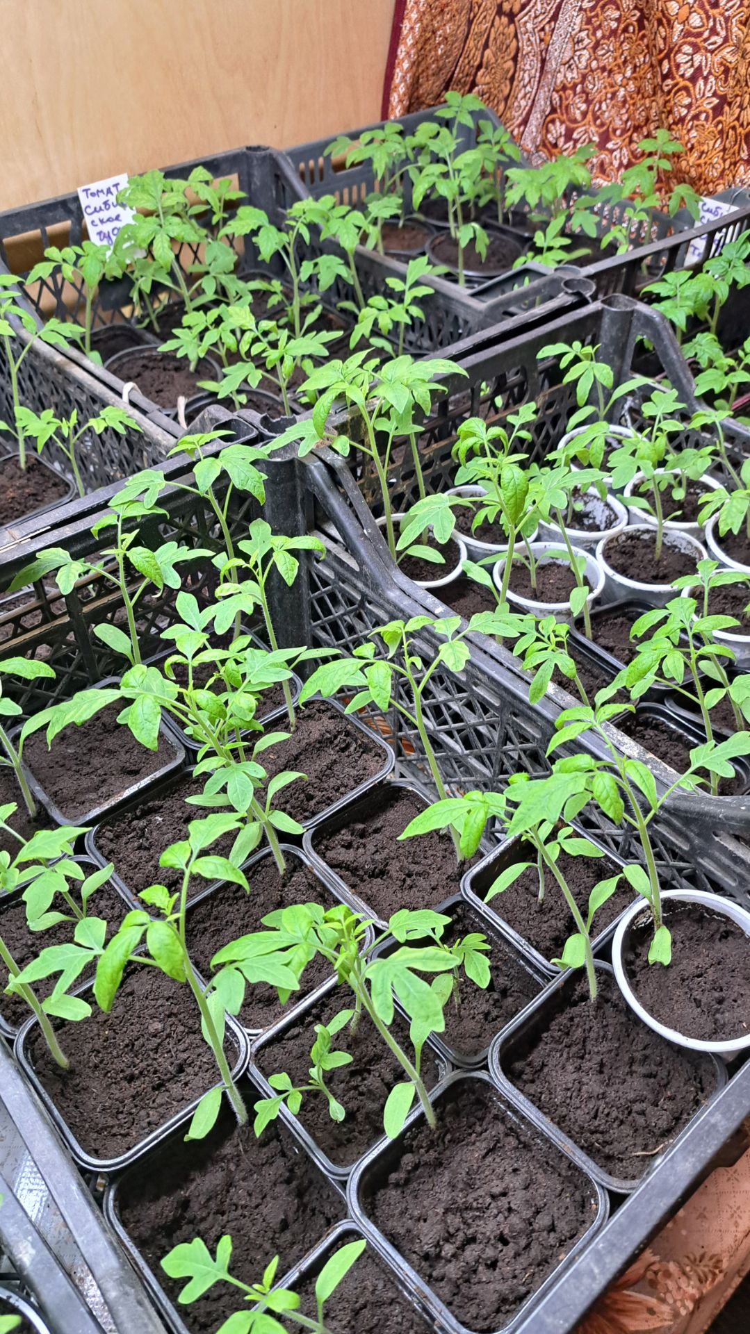 Пикируем томаты