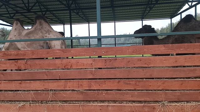 Верблюды и корова.