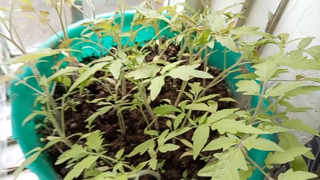 Непогода! Пельмешки без спешки! Моя рассада посинела! Юг России🌴.