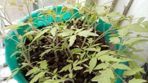 Непогода! Пельмешки без спешки! Моя рассада посинела! Юг России🌴.