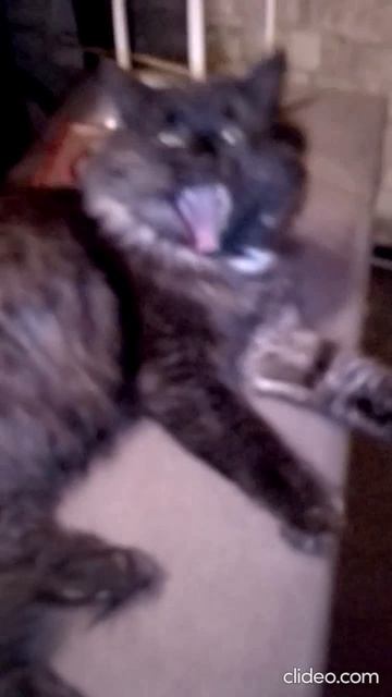 Пятерочка выручает! Вкусняшка для кошек за 10 рублей.