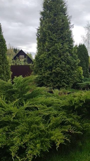 Озеленение. Ландшафтный дизайн  Анна Мер