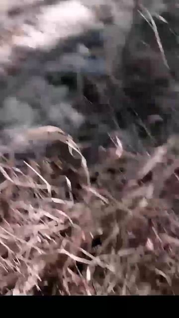 фильм Леший #shorts #брат #би2 #сплин #кино