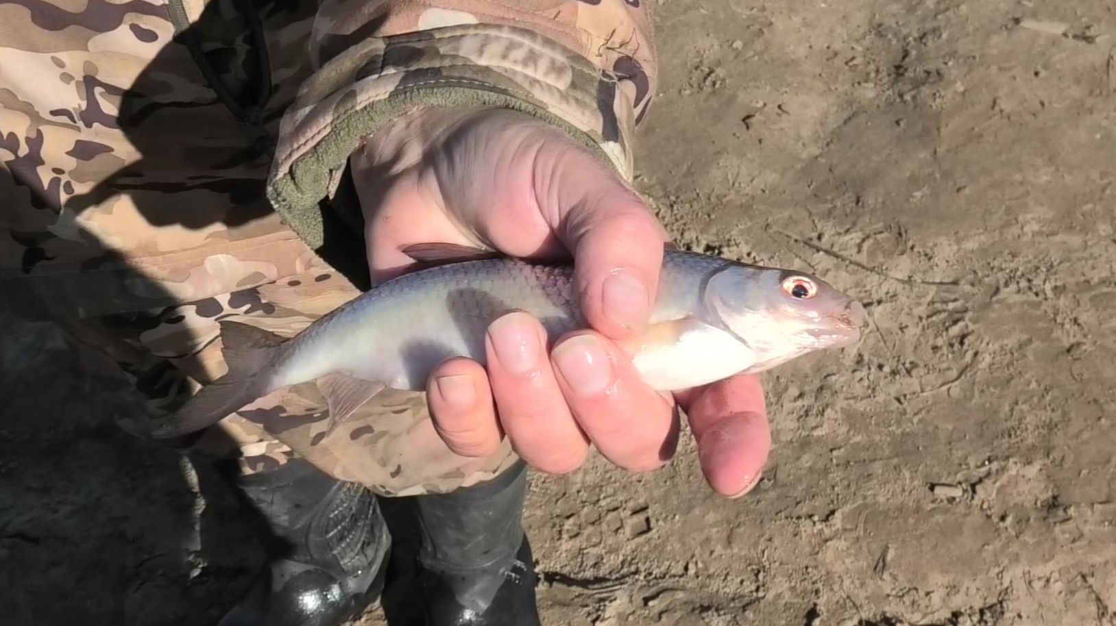 15-22 04 26г рыбалка посев капусты бельчонок