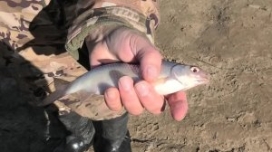 15-22 04 26г рыбалка, посев капусты, бельчонок