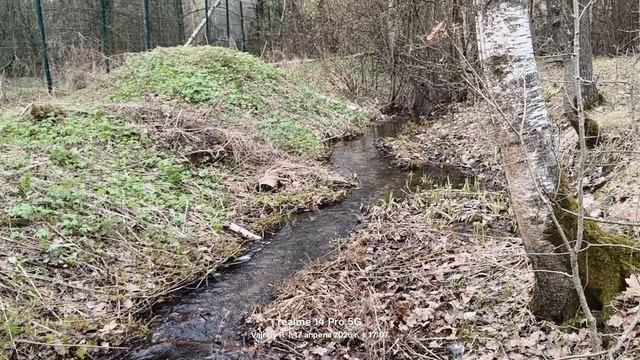 Лесной вешний ручей 🏞️🌲🌲🌲 17.04.2026