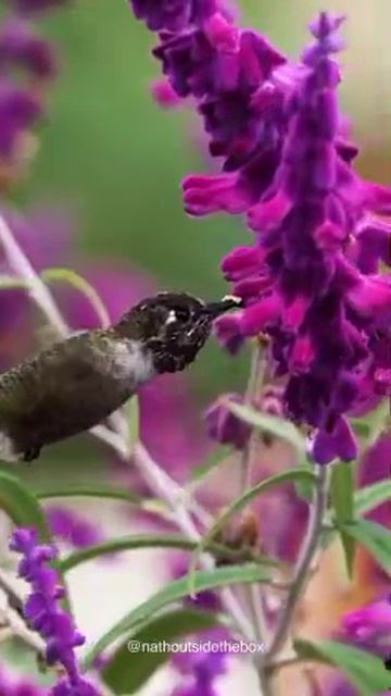 Лазурная колибри не просто пьет нектар она здесь случайно опыляет цветы пыльцой