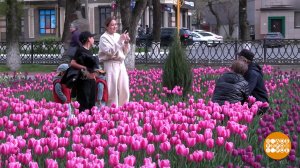 А у нас в апреле - снег... А у нас - тюльпаны! Доброе утро. Фрагмент выпуска от 24.04.2026