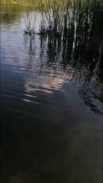 База отдыха Медвежья Берлога Воронежская обл. Пляж, дорога к пляжу