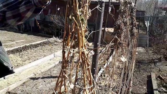 2377. ВПЛ. Мой малинник весной .