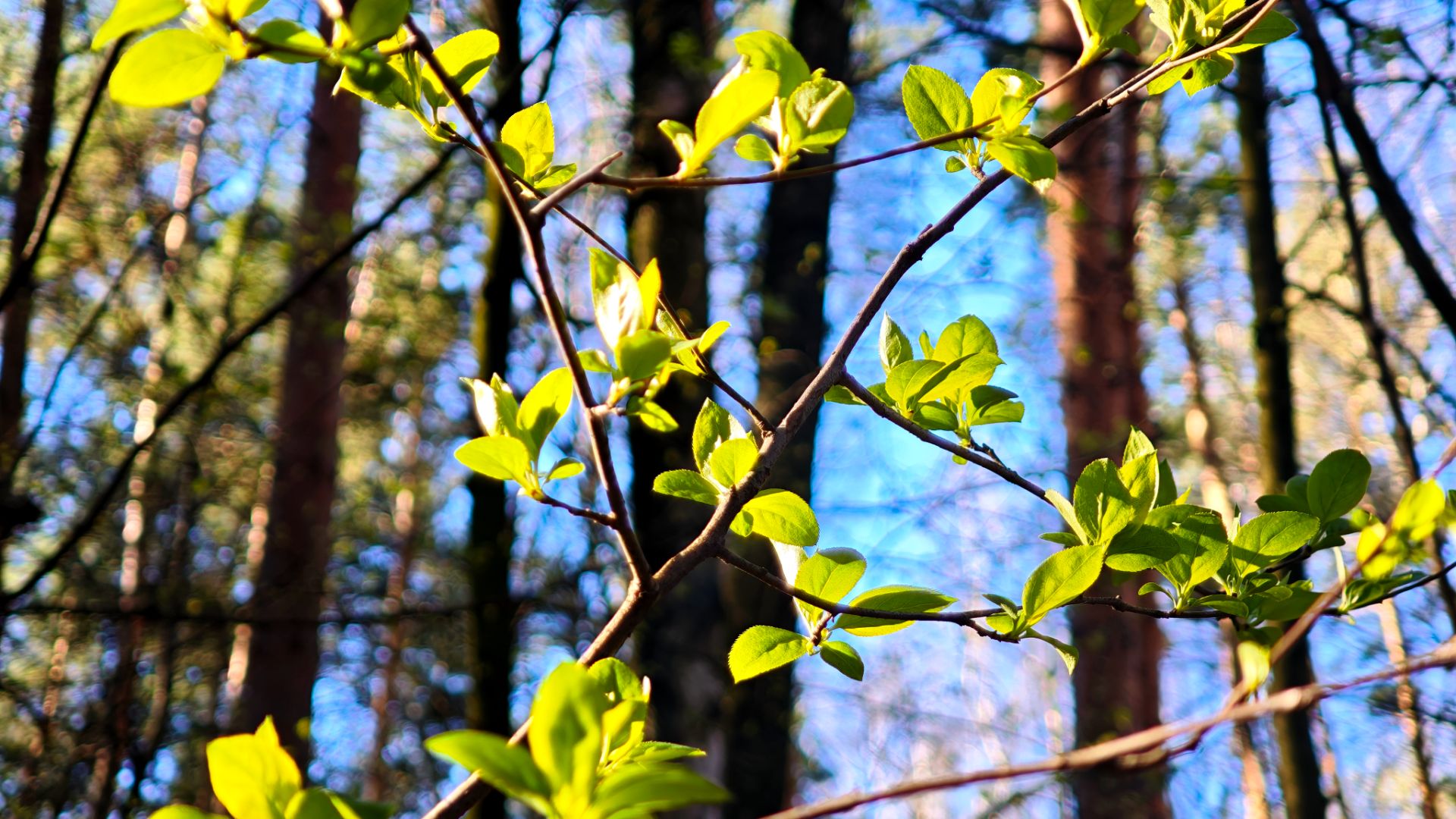 Апрельский лес