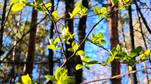 Апрельский лес