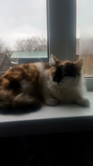 Карусельлкллклклпл было по другому никак в реестр в реестр требований Галина Добрый день КарусельКар