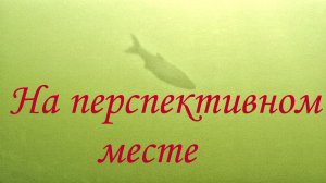 Здесь обитает хищник #Подводная охота