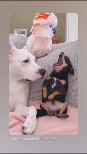 Наши питомцы Интересныевидеодлявас