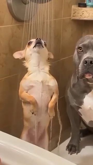 Собака певица! Юмор. Смех до слез