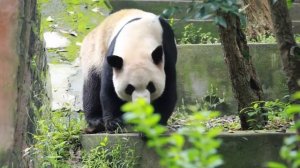 🐼«Панда-дипломатия»: новый этап сотрудничества Китая и США