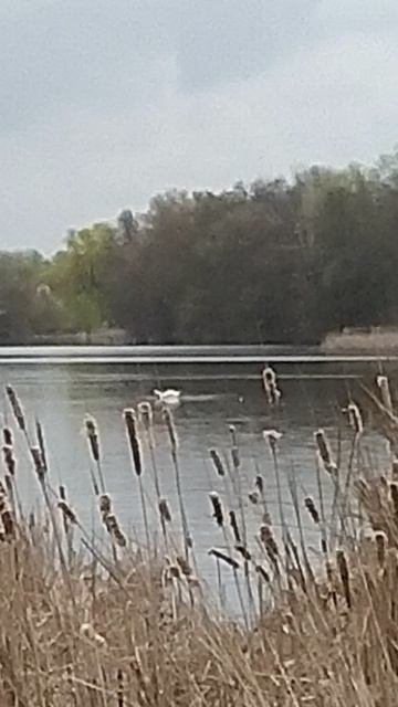 VID_20260419_123144.mp4