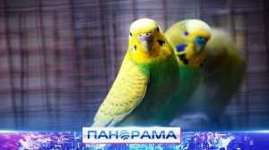 🐥 Птичий двор: знакомство с попугаями и редкими видами гусей на выставке пернатых в Мариуполе