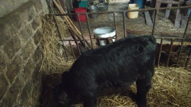 купил маленького Абердинчика.