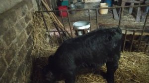 купил маленького Абердинчика.