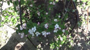 2386.  ВПЛ.Помощь кустам и деревьям после заморозка