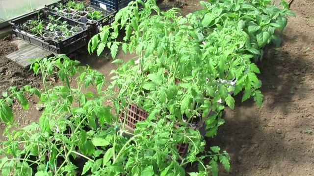 Чем подкормить рассаду томатов перед высадкой в грунт