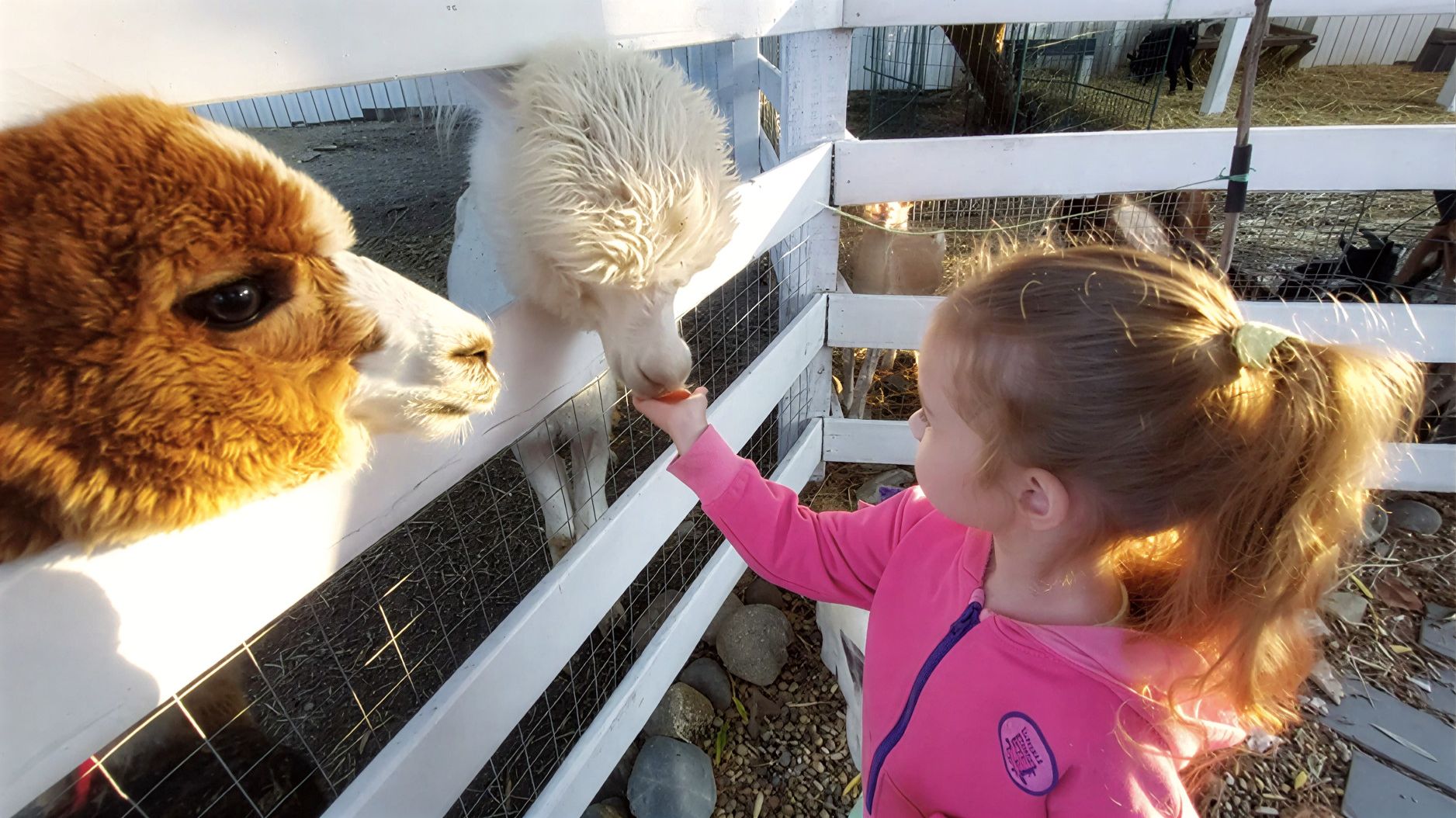 Три весёлых места с Настей: море, животные и герои мультиков ✨