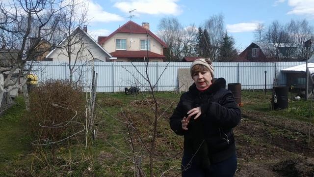 Как правильно сажать саженцы плодовых деревьев?