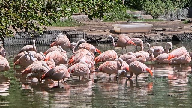 розовый фламинго