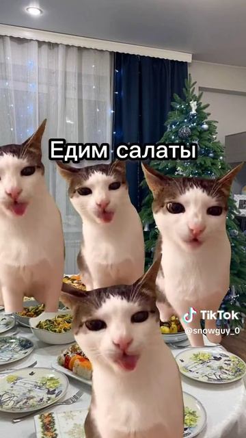 день как живут коты