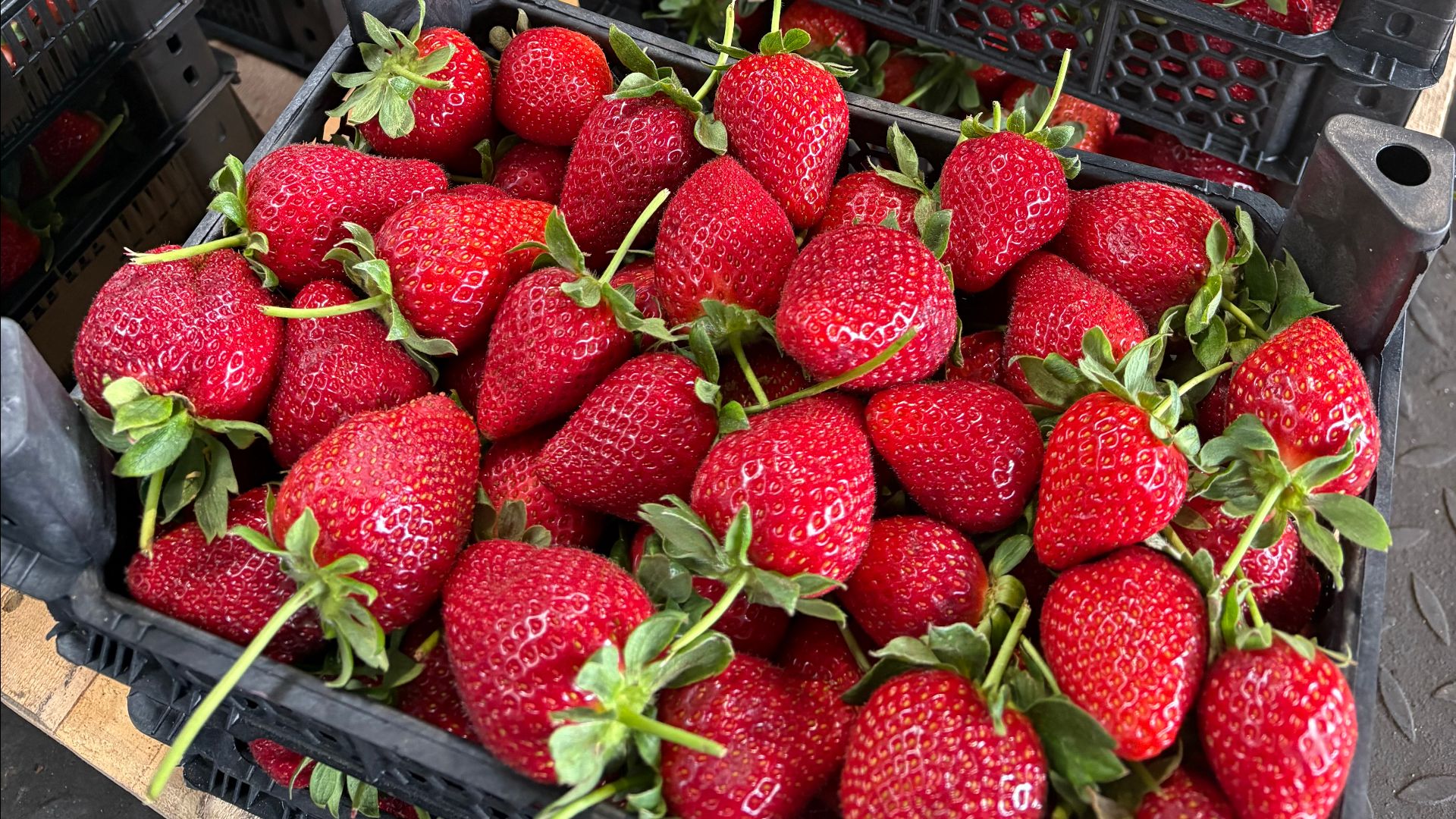 Россельхознадзором проверено 14 тысячи тонн импортной клубники в Краснодарском крае