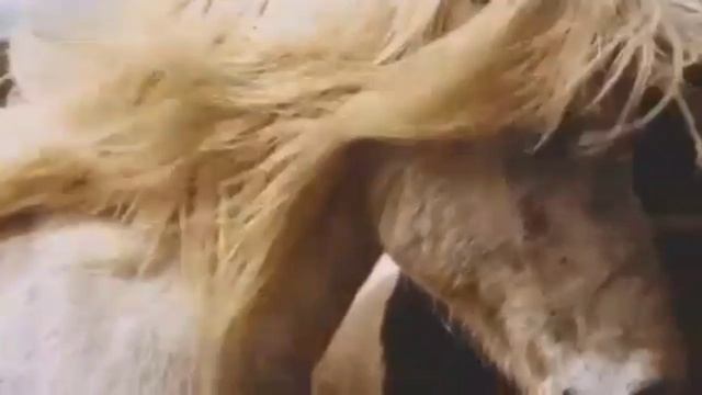 Из Книги Иова