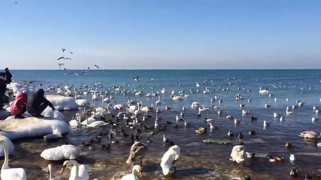 Лебеди на Каспие