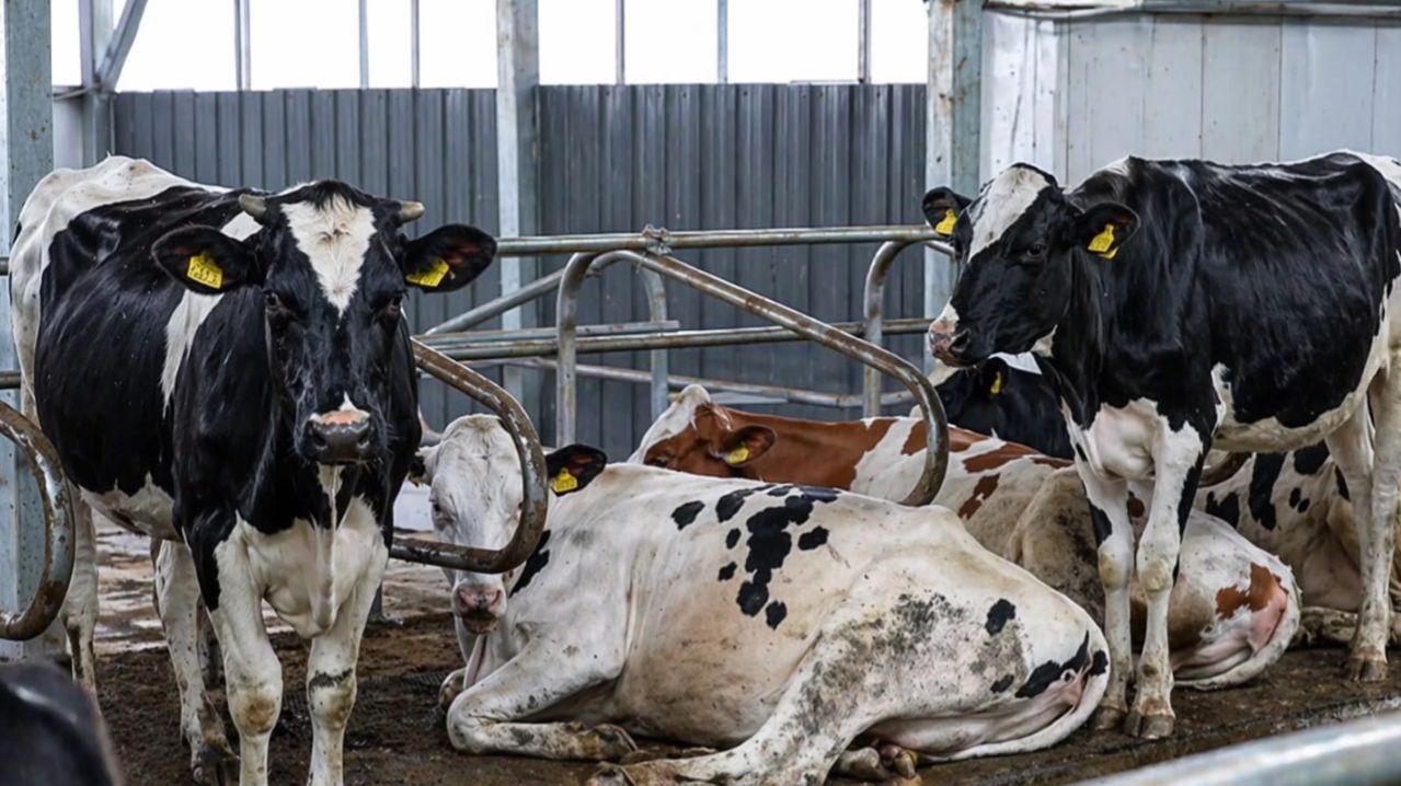 Правительство Армении продлило меры поддержки животноводческих проектов