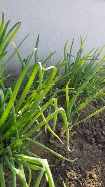 Первый лук зелёный