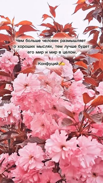 Конфуций. Мысли