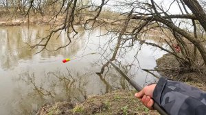 ЗАЛЕЗ ПОД ДЕРЕВО, А ТУТ КРУПНЯК КЛЮЁТ! Рыбалка на карася на боковой кивок в 2026