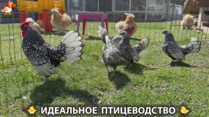 Идеальное птицеводство достойно восхищения 🐓🦆🦢🦚🦃🐔 эпизод (489)