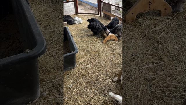 23 апреля Гуляем!