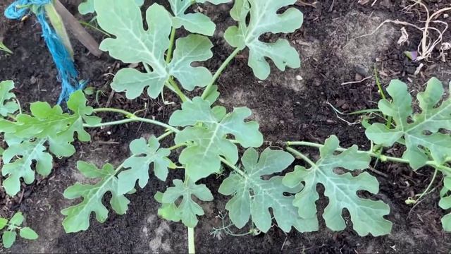 Как вырастить большой урожай вкусных арбузов.