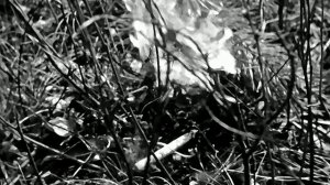 1974 год. Тюменский район. Как возникают лесные пожары