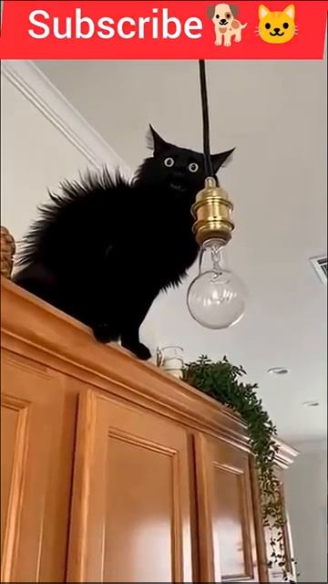 Ох уж эти коты