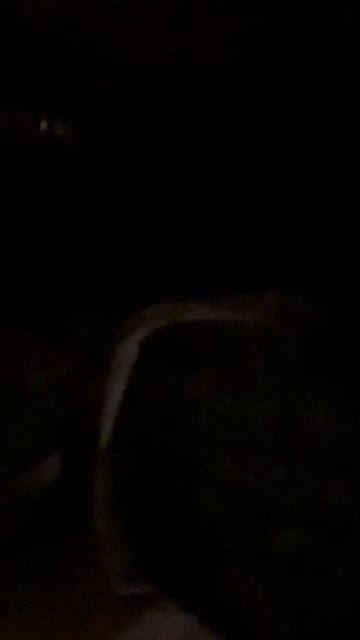 КРЫС-контроль от Персея! RAT-control by Persey!