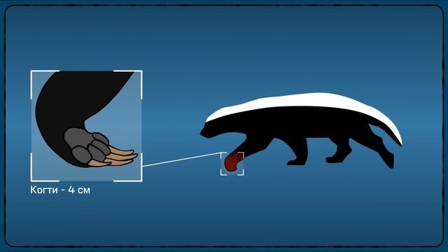 Итак, ты родился медоедом