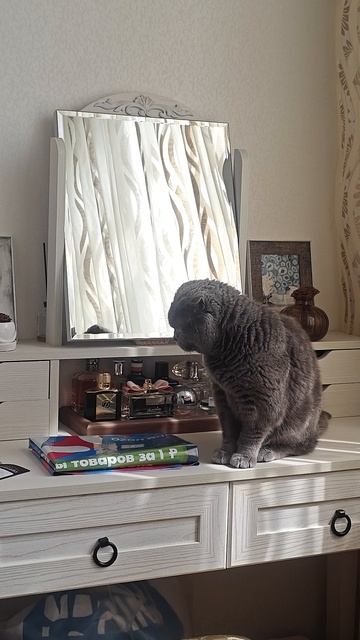 Шотландская вислоухая кошка Риана 24.04.2026.