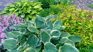 Хостовое разнообразие в нашем саду.